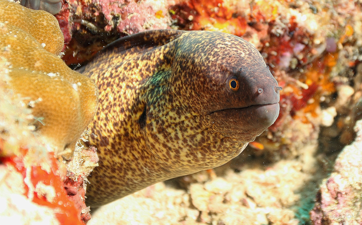 Sipadan_2015_Murene a lisere jaune_Gymnothorax flavimarginatus_IMG_3130_rc.jpg